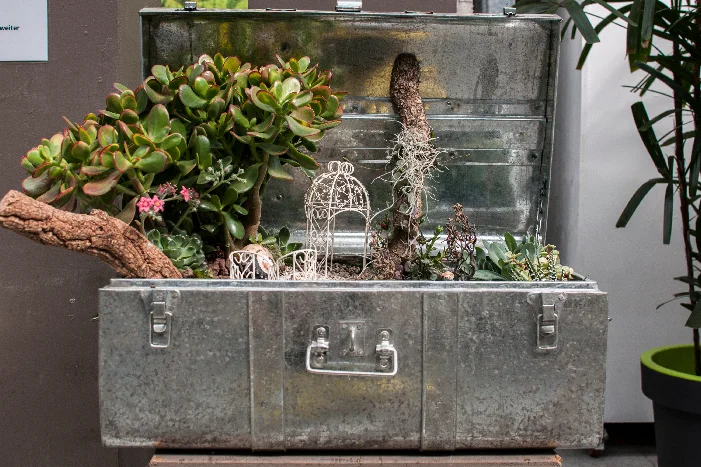 Sukulenten in altem Metallkoffer